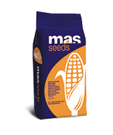 organic maize corn masseeds