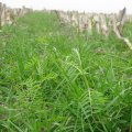 cover crops masseeds